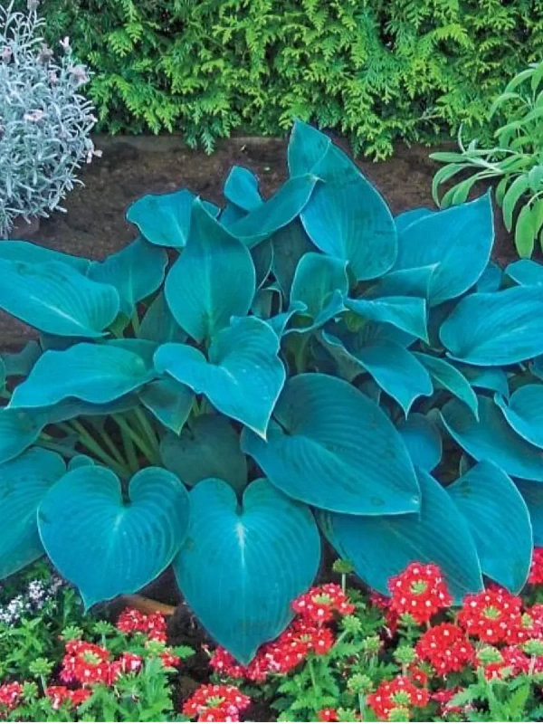 Хоста Канадиан Блю